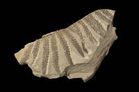 Fougère fossile (Cladophlebis sp)